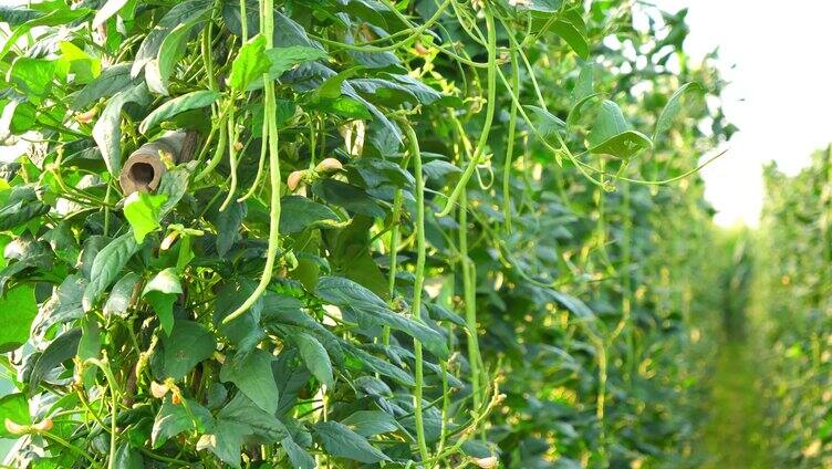 绿色蔬菜 长豆角 青菜 大棚蔬菜 豆角 