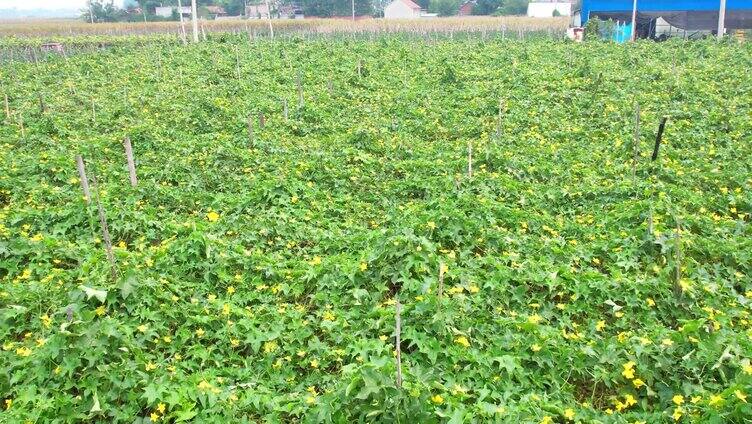 航拍菜园 丝瓜 开花 蔬菜 田地 