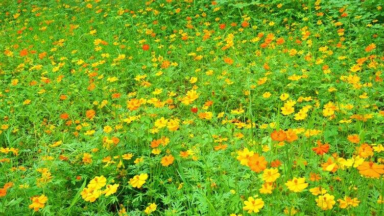 （4K合集）波斯菊唯美花朵园林花团