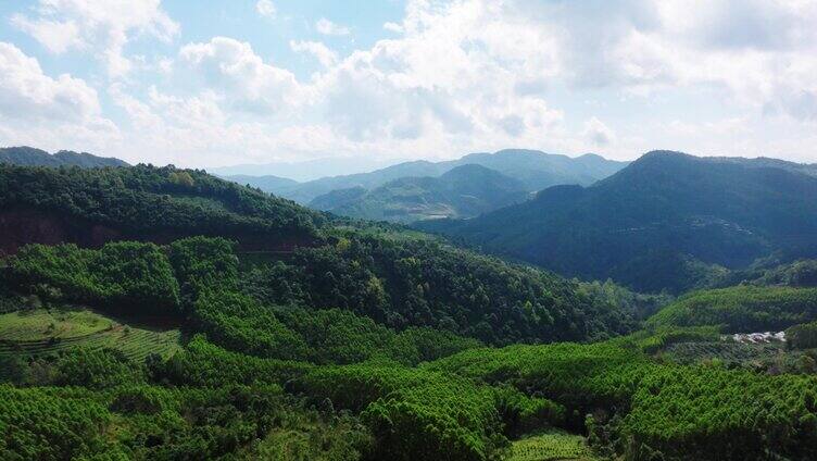 云南茶山 咖啡树 自然风景 乡下惬意生活