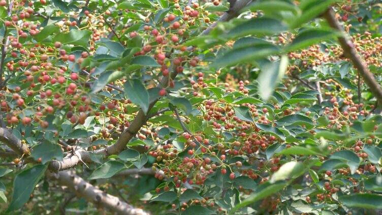 汉源花椒 花椒树 贡椒 大红袍 四川 调