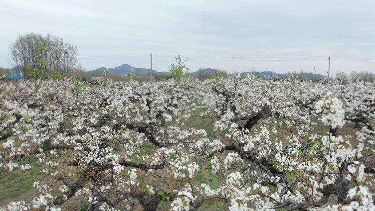 梨花 百年梨花树 春天梨花园 梨树 