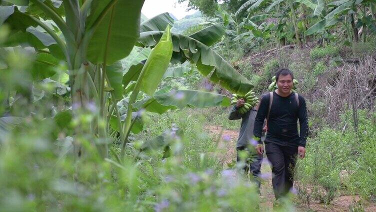 山区绿色香蕉种植基地采摘香蕉搬运分拣