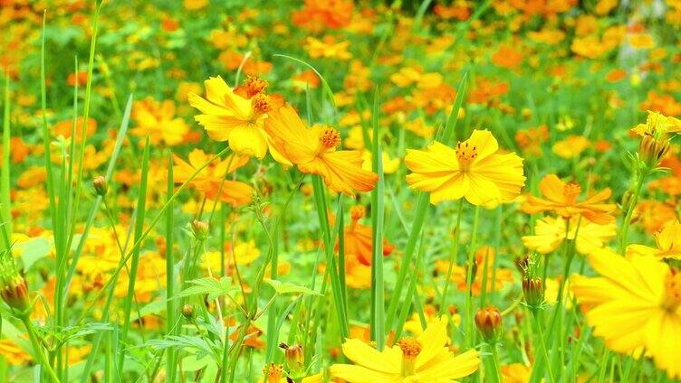 （4K合集）波斯菊唯美花朵园林花团