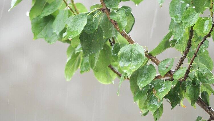 雨 下雨 雨天 雨季 大雨 小雨 雨滴 