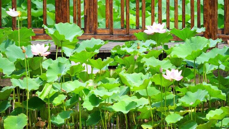 睡莲 公园 生态 水生植物 莲花 水面