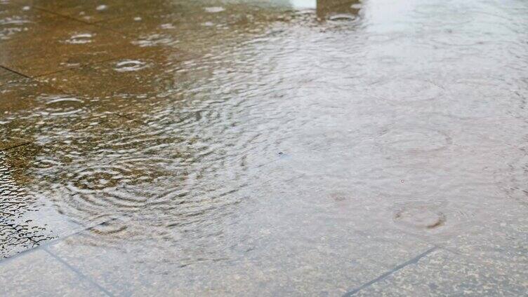 合集夏天夏季植物树叶上面的雨滴下雨雨季水