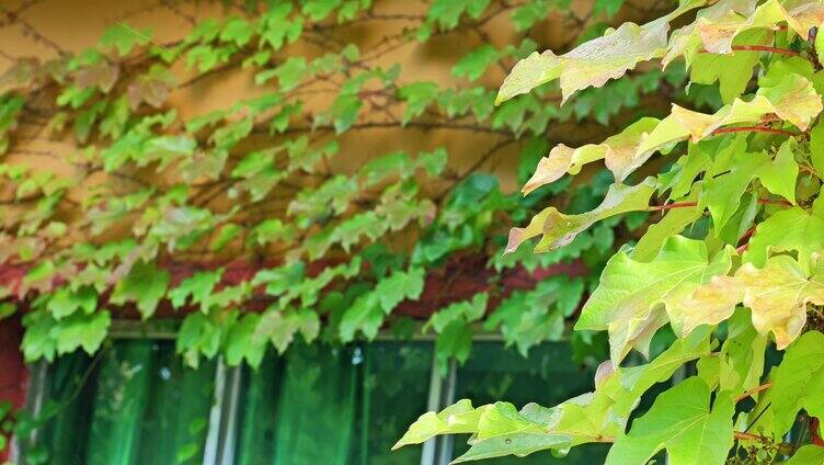 （合集）秋天爬山虎巴山虎趴山虎秋天红叶