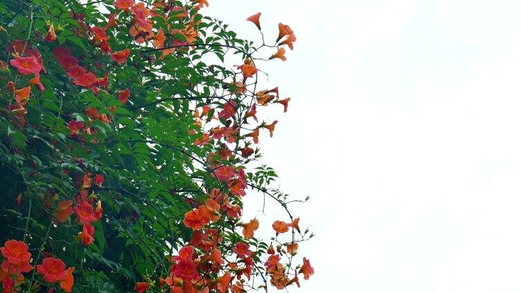 （合集）唯美空境凌霄花花朵花卉盛开绽放