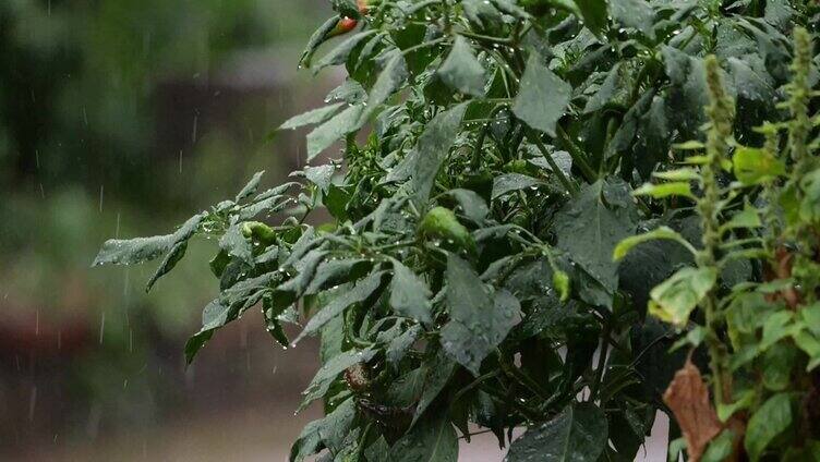 雨 下雨 雨天 雨季 大雨 小雨 雨滴 