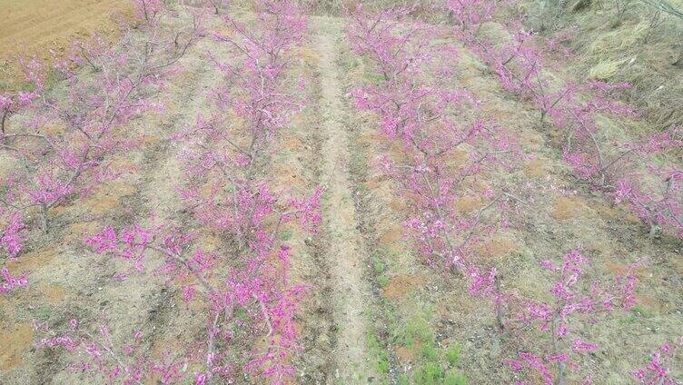 航拍桃花 桃林 桃园 桃花节 十里桃花 