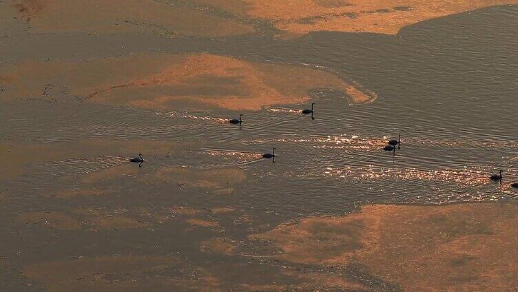 夕阳下大天鹅