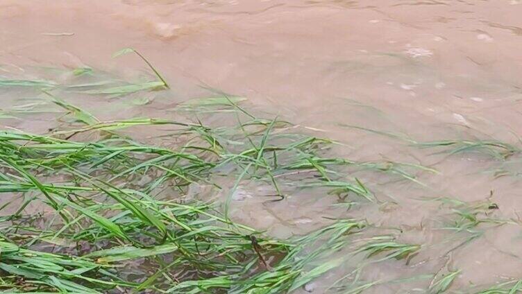 河水洪水河边水草 水草 洪涝河水