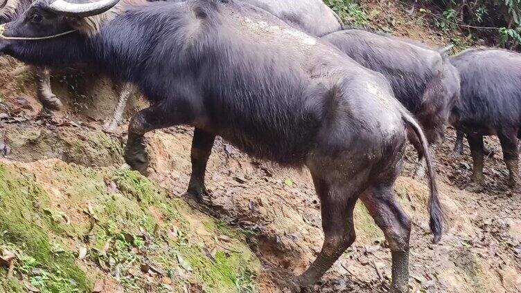 农村水牛家畜畜牧业亚洲水牛放山