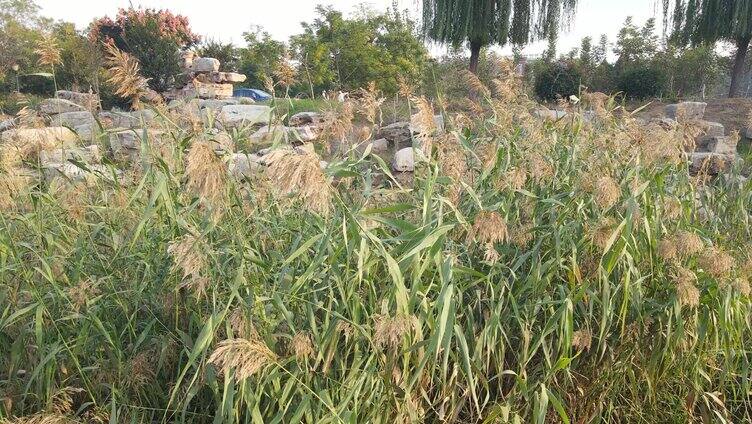 芦苇秋天 芦苇花 芦苇荡 唯美秋冬 