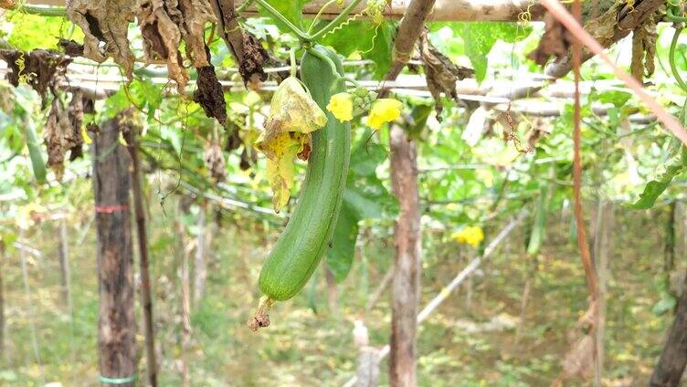 丝瓜 丝瓜种植 蔬菜种植 大棚蔬菜 蔬菜