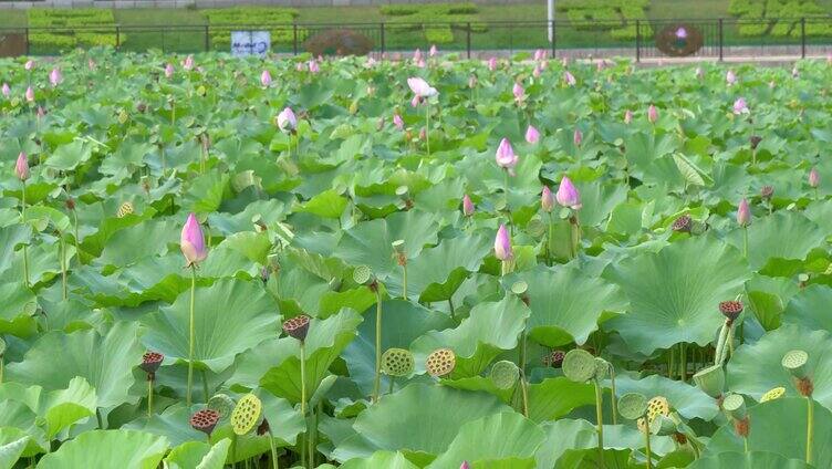 荷花 龙泉广场 荷花池 莲蓬 睡莲 滕州