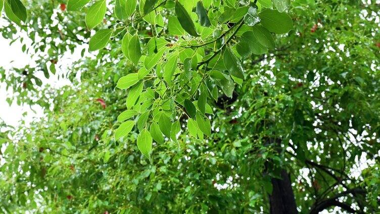 （合集）夏天下雨天雨季下雨雨水水滴