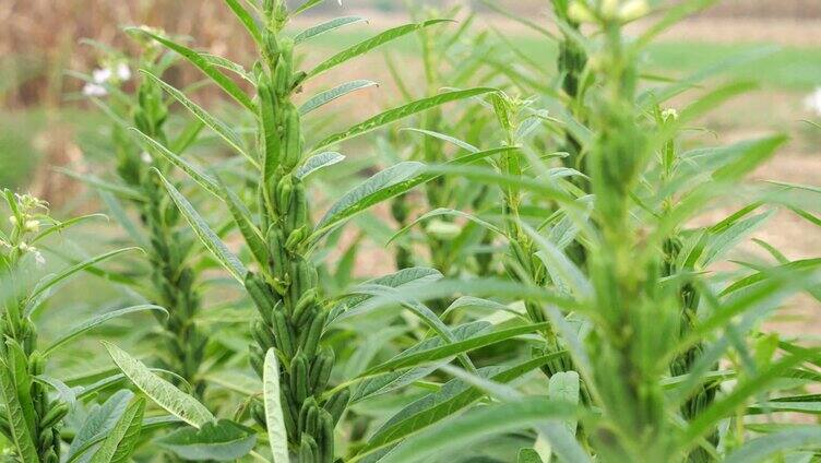 芝麻 黑芝麻 白芝麻 芝麻授粉 野芝麻 