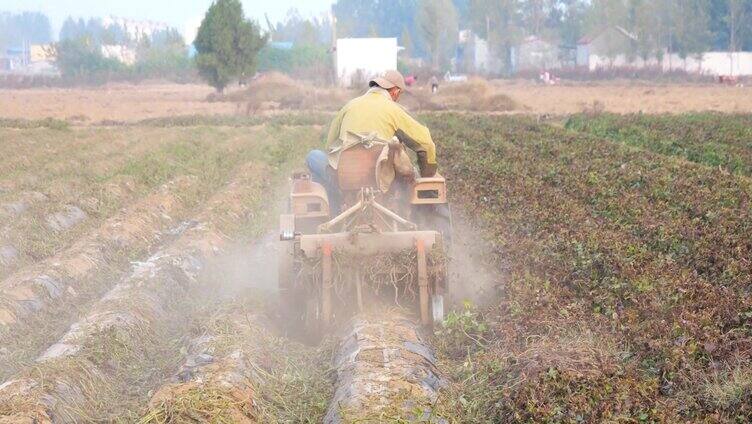 航拍红薯地 挖地瓜 收获地瓜 甘薯 分拣