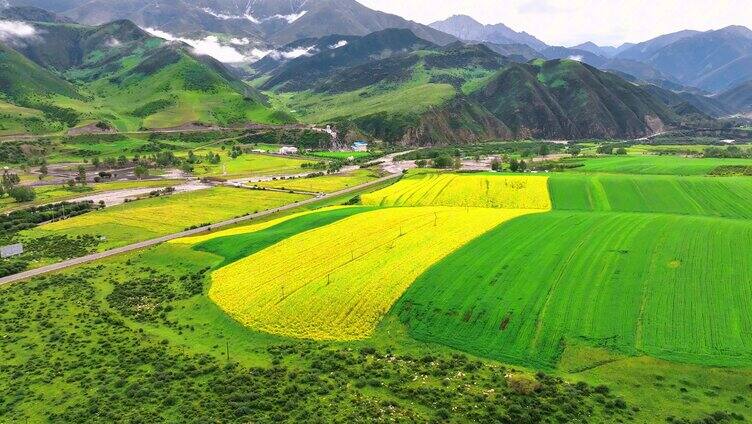 祁连山油菜花开