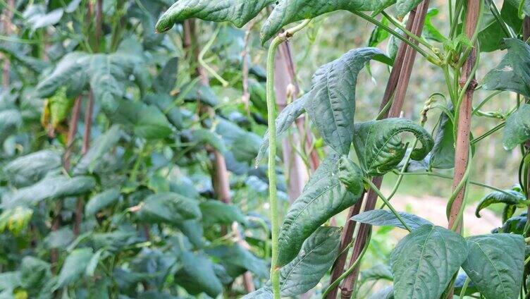 绿色蔬菜 长豆角 青菜 豆角 蔬菜 