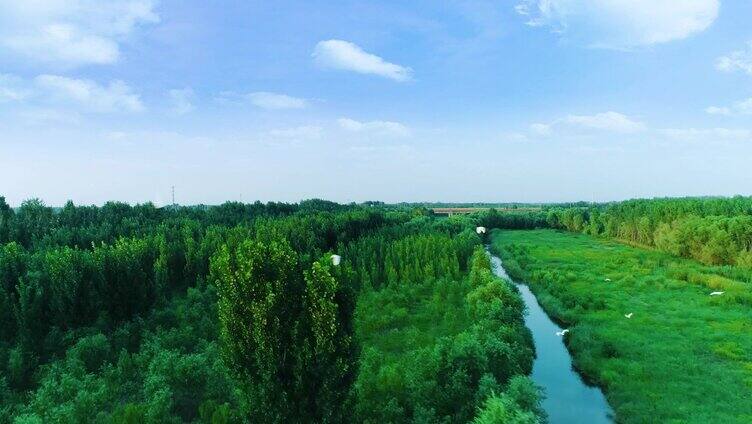 湿地鸟 白鹭 苍鹭