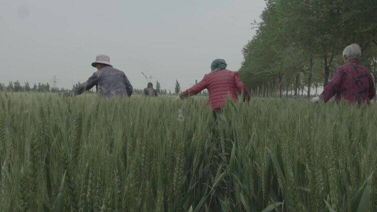 麦田拔草 农民除草