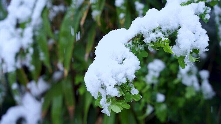 唯美下雪素材