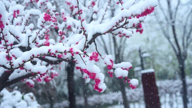 雪中一枝梅花