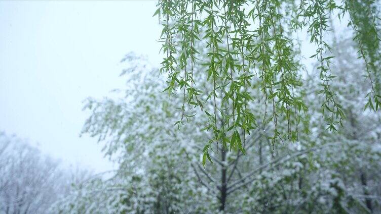 4K雨雪中垂柳