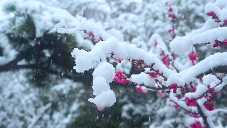 唯美雪中梅花盛开