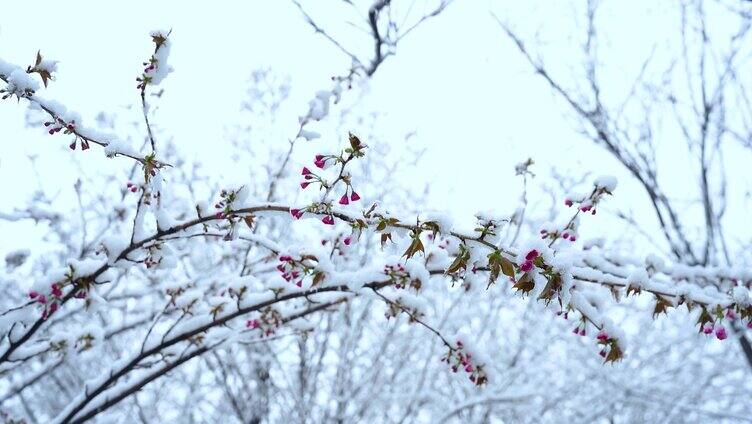 春暖花开唯美雪中海棠花