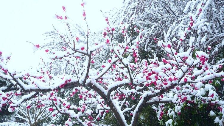 三月飞雪桃花盛开唯美风景