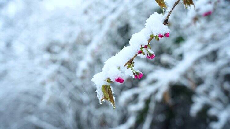 三月飞雪唯美海棠花盛开风景