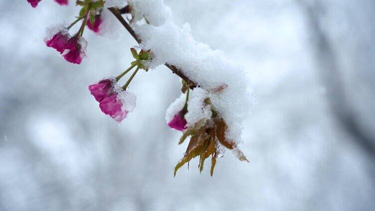 唯美雪中海棠花盛开