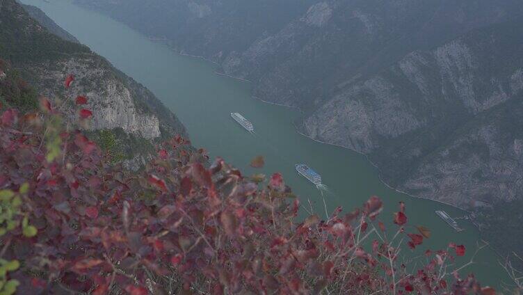 长江三峡红叶