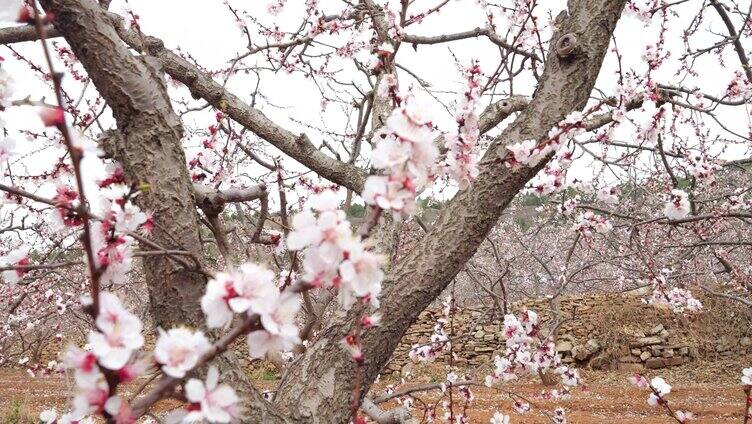 杏花 杏树 杏 盛开 唯美 花瓣 花卉花