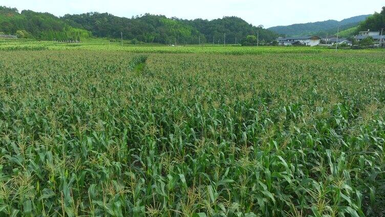 田野 庄稼 乡村振兴 航拍9