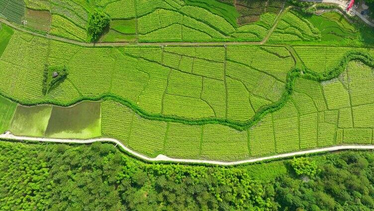 田野 庄稼 乡村振兴  降落2