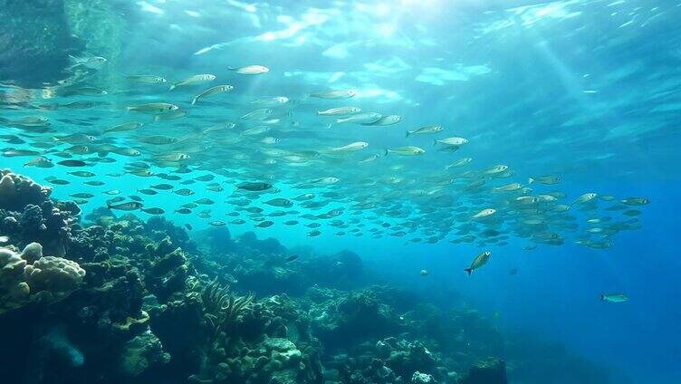 梦幻海底 深海鱼群 海底世界