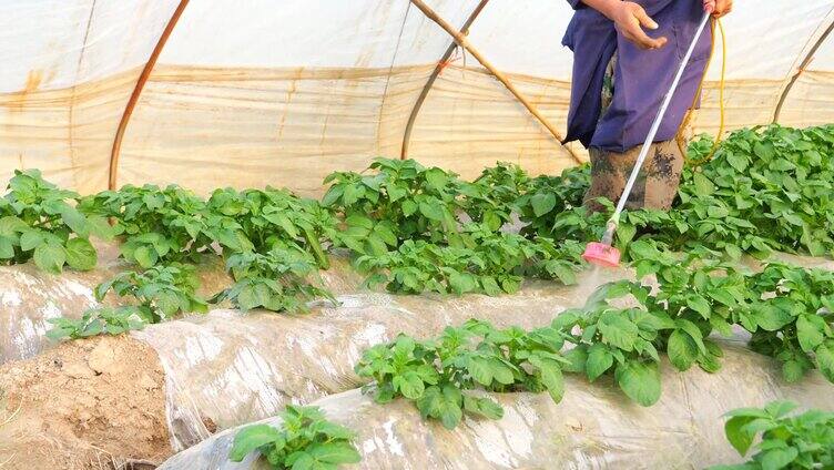 土豆花 土豆 土豆秧 土豆苗 土豆开花期