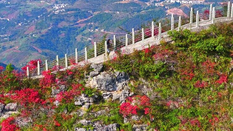 长江三峡红叶