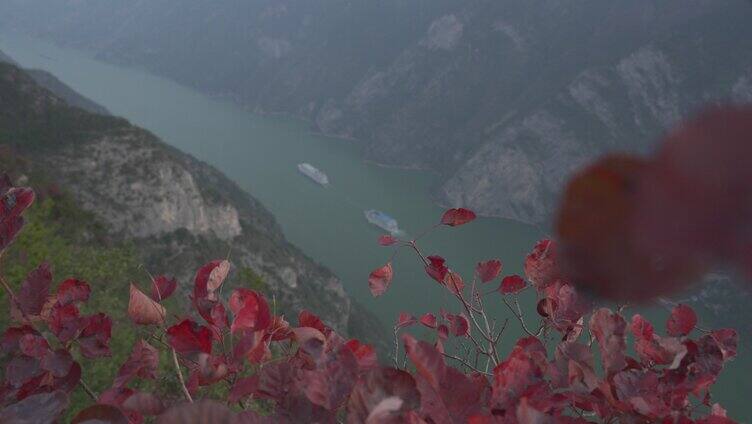 长江三峡红叶