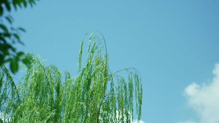 夏日 蓝天白云 柳树 微风 小清新空镜3