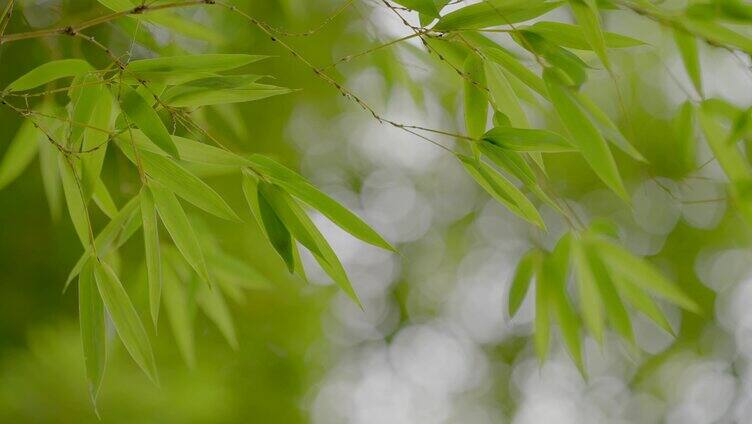 竹林空镜合集