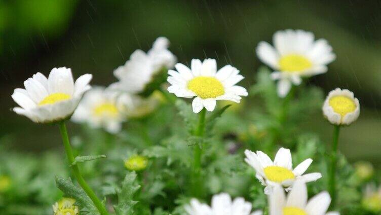 春天 细雨 小菊花 11