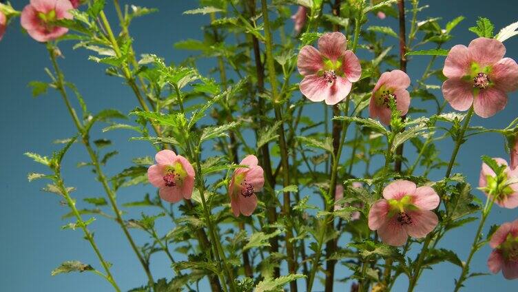 小叶木槿花 开花过程 5k延时