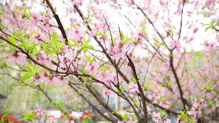 开花 花朵 春暖花开 春天桃花 粉色 