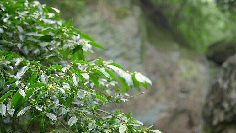 大自然 山野 岩石 树